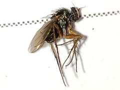 Paraclius propinquus