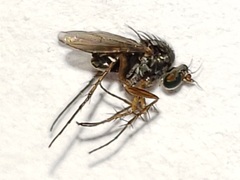 Paraclius propinquus