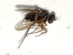 Paraclius propinquus