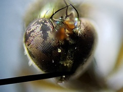 Paraclius propinquus