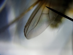 Paraclius propinquus