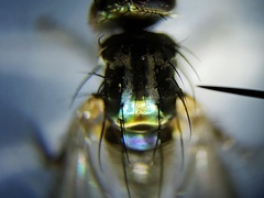 Paraclius propinquus