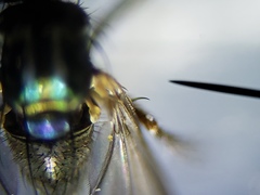 Paraclius propinquus