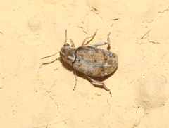 Algarobius prosopis