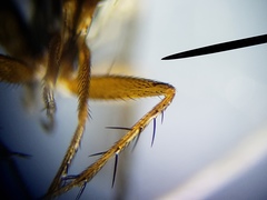 Paraclius propinquus