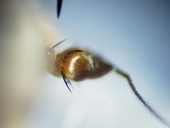 Paraclius propinquus