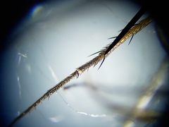 Paraclius propinquus