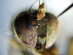 Paraclius propinquus