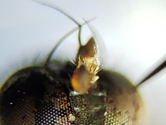 Paraclius propinquus