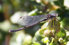 Ischnura cervula
