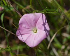 Convolvulus erubescens