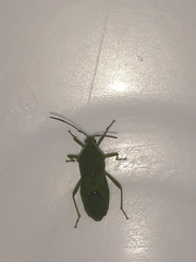Discogastrini
