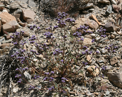 Phacelia crenulata crenulata