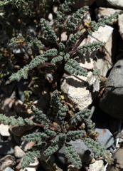 Phacelia crenulata crenulata
