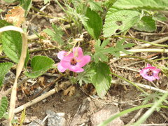 Modiolastrum gilliesii