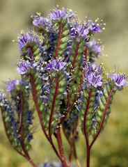 Phacelia crenulata crenulata
