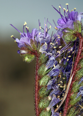 Phacelia crenulata crenulata