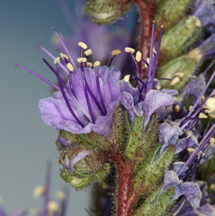 Phacelia crenulata crenulata