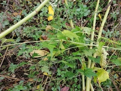 Ripariosida hermaphrodita