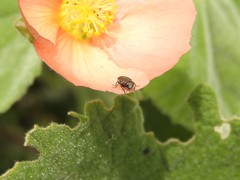 Tetragonoschema