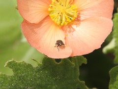 Tetragonoschema
