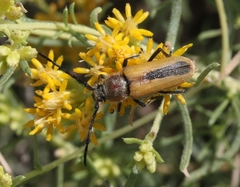Crossidius suturalis