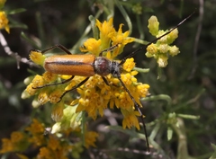 Crossidius suturalis