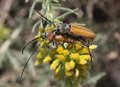 Crossidius suturalis