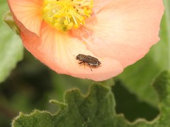 Tetragonoschema