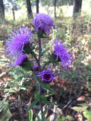 Liatris scariosa