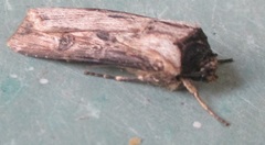 Agrotis malefida