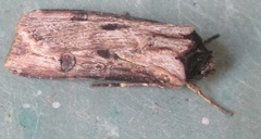 Agrotis malefida