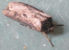 Agrotis malefida