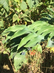 Polygonatum biflorum commutatum