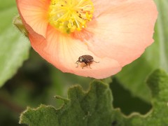 Tetragonoschema