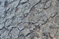 Dactylopteryx orientalis