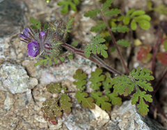 Phacelia cryptantha