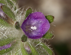 Phacelia cryptantha