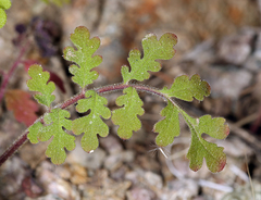 Phacelia cryptantha
