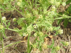 Acicarpha tribuloides