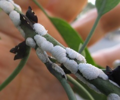 Enchenopa quadricolor