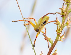 Neosparassus patellatus
