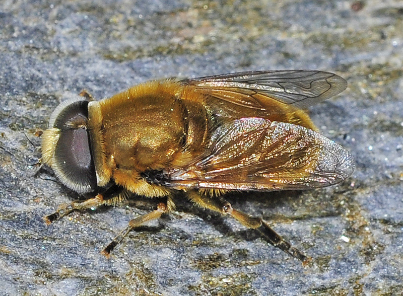 Merodon unicolor