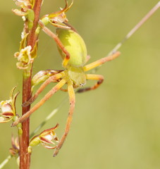 Neosparassus patellatus