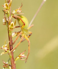 Neosparassus patellatus