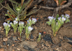 Phacelia curvipes
