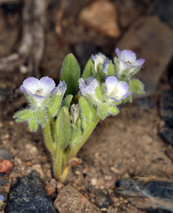 Phacelia curvipes