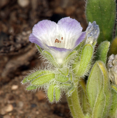 Phacelia curvipes