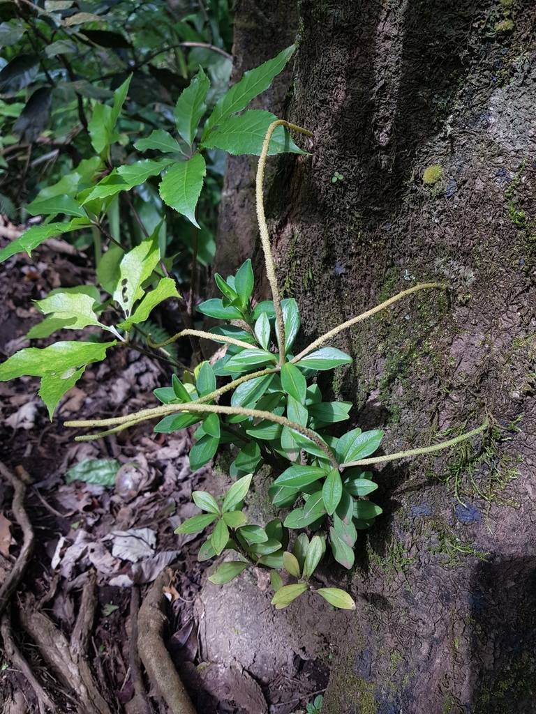 Peperomia olivacea