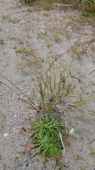 Carex silicea
